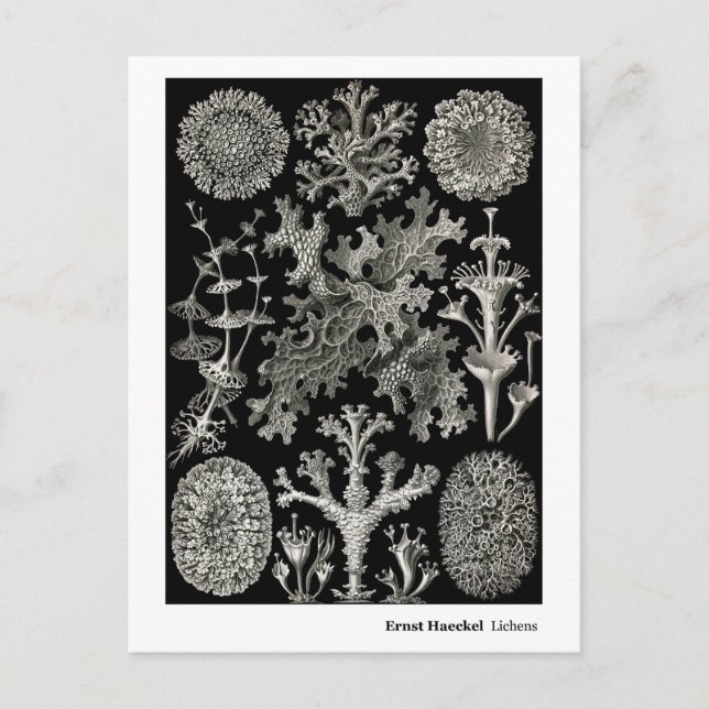 Carte Postale Ernst Haeckel Lichens (Devant)