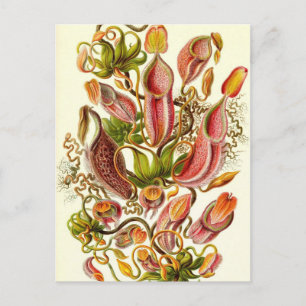 Carte Postale Ernst Haeckel - Nepenthaceae