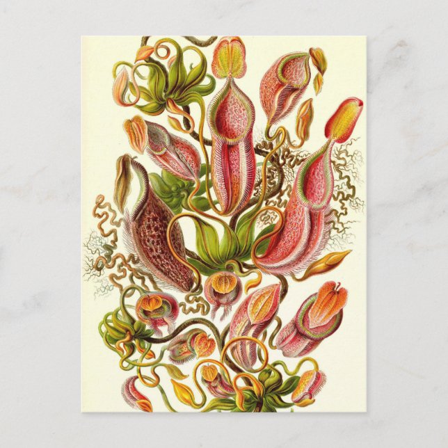 Carte Postale Ernst Haeckel - Nepenthaceae (Devant)
