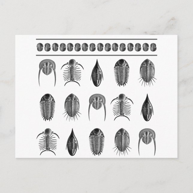 Carte Postale Ernst Haeckel Trilobite Motif - grand (Devant)