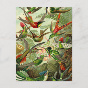 Carte Postale Ernst Haeckel Trochilidae