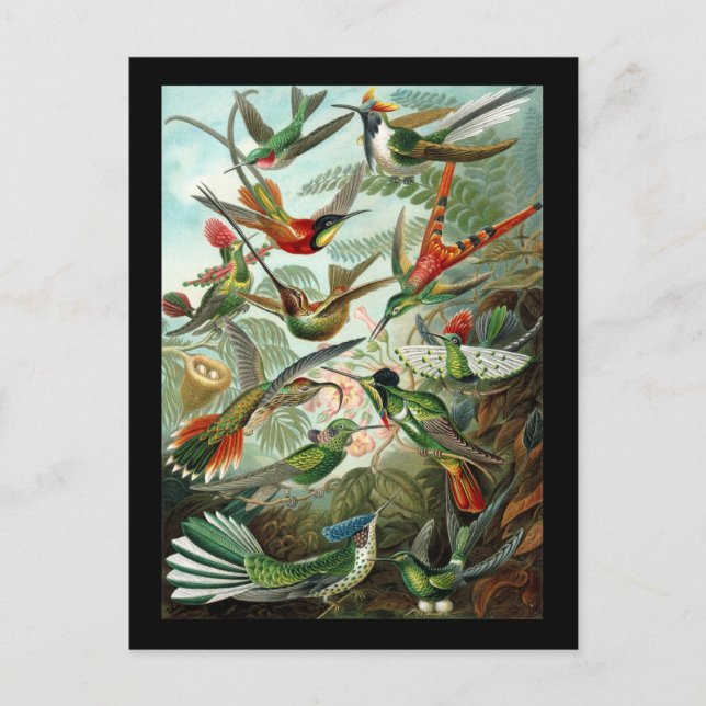 Carte Postale Ernst Haeckel Trochilidae (Devant)