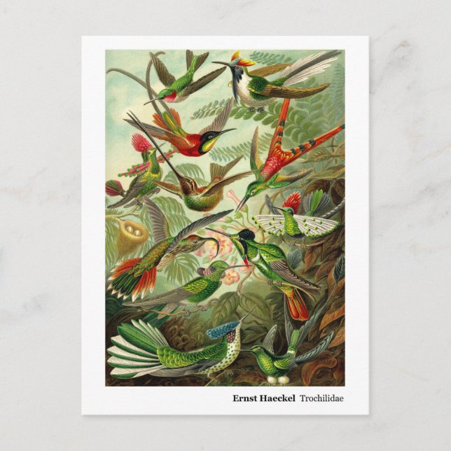 Carte Postale Ernst Haeckel Trochilidae Hummingbirds Avec Fronti (Devant)