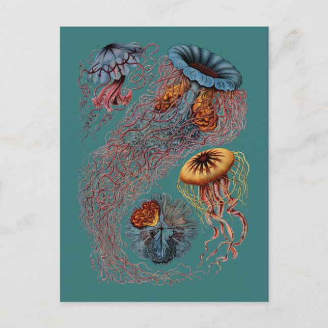 Carte Postale Ernst Haeckel's Disco Medusae (Devant)