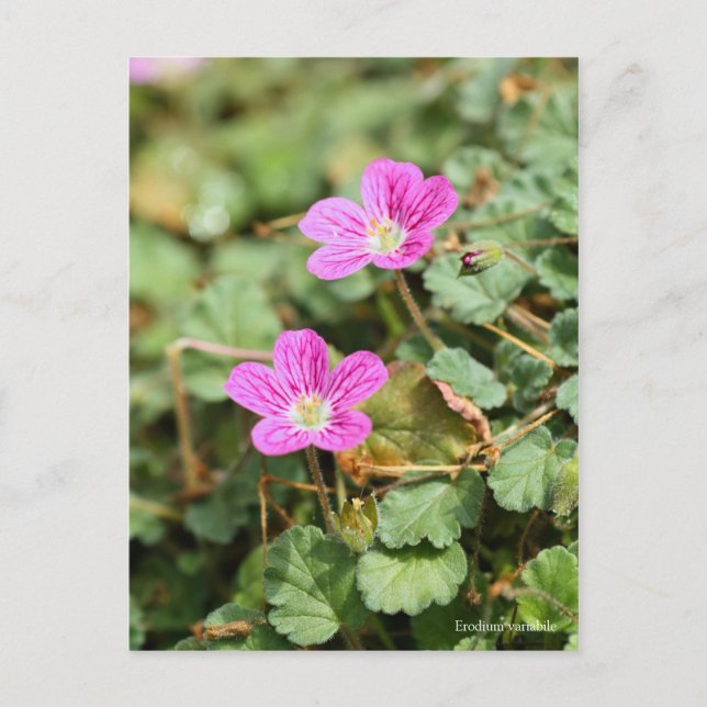 Carte Postale Erodium variabile [Carte postale] ポ ー ド カ (Devant)