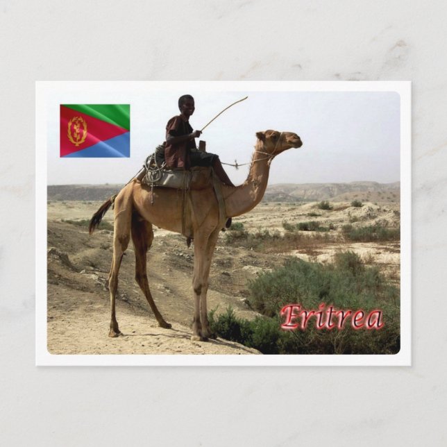 Carte Postale Érythrée - Camel - (Devant)