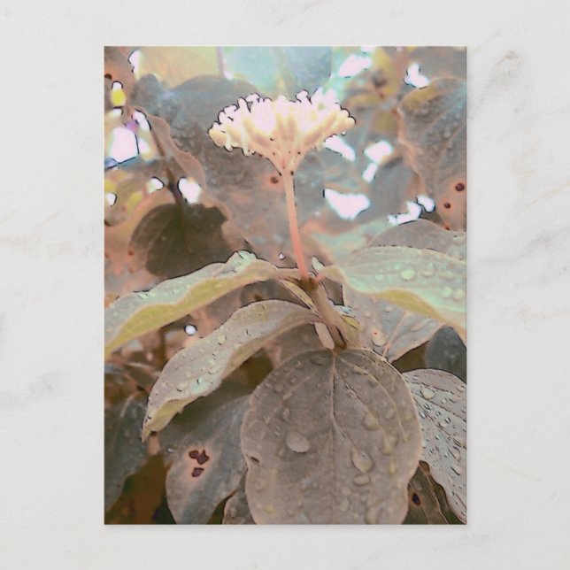 Carte Postale Ésaïe 41:13 (Devant)