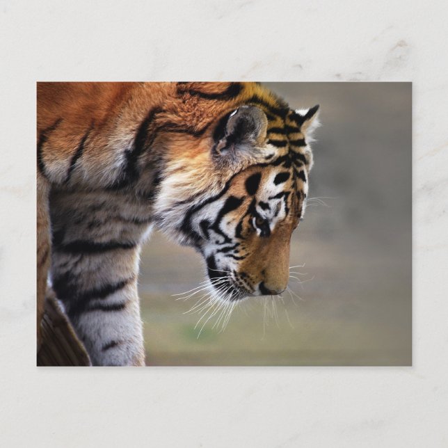 Carte Postale Escalade du tigre vers le bas (Devant)