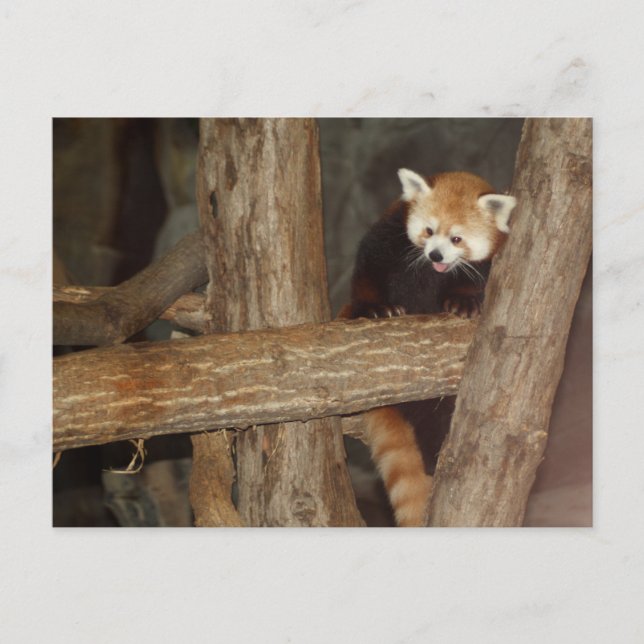 Carte postale Escalade Panda (Devant)