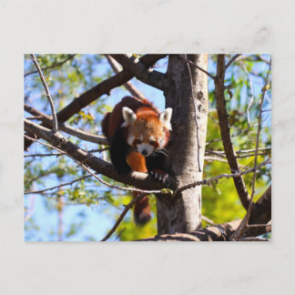 Carte Postale Escalade Red Panda en bas de l'arbre