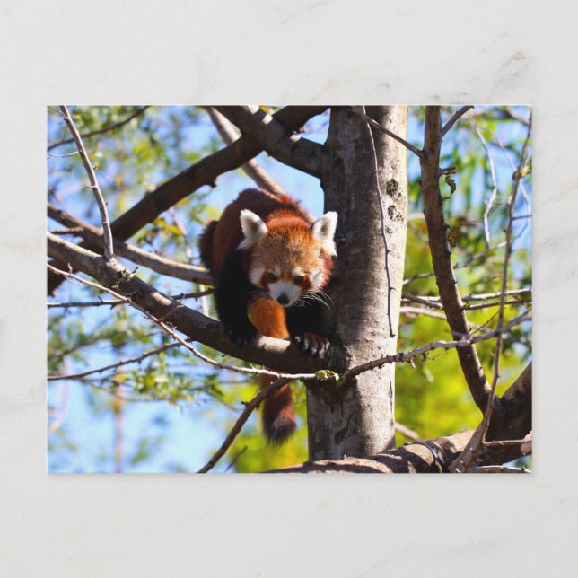 Carte Postale Escalade Red Panda en bas de l'arbre (Devant)