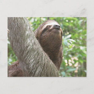Carte Postale Escalade Sloth