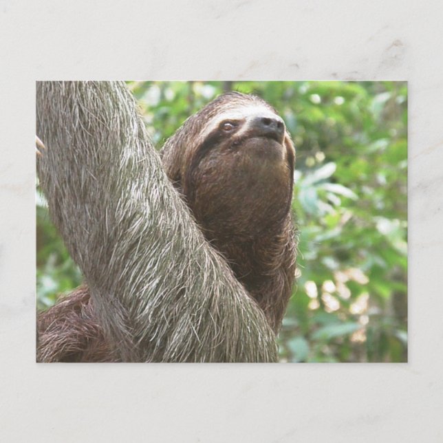 Carte Postale Escalade Sloth (Devant)
