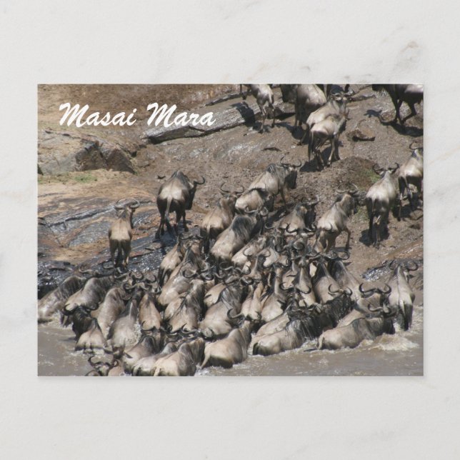 Carte Postale escalade wildebeest (Devant)