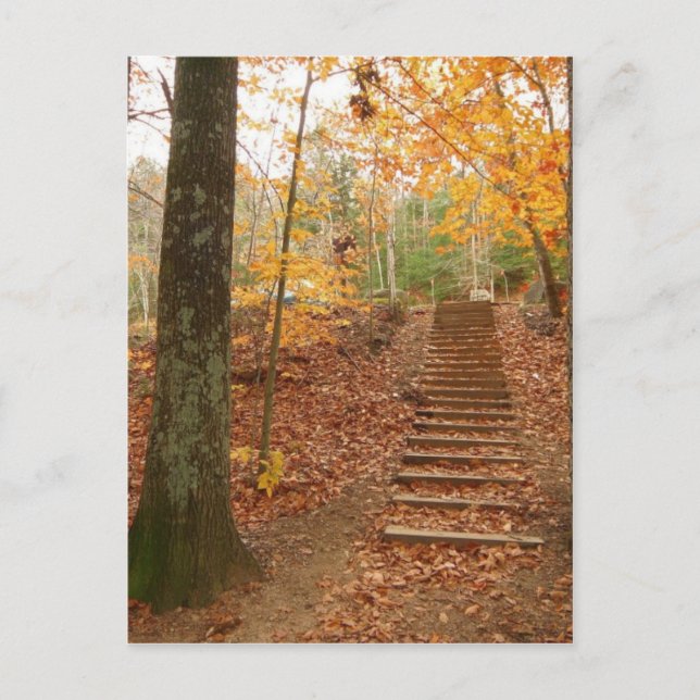Carte Postale Escaliers en bois magique (Devant)