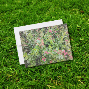 Carte Postale Escallonia rose Fleurs dans le jardin luxuriant sc