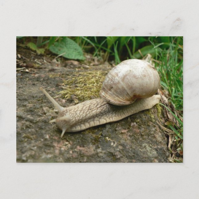 Carte Postale Escargot (Devant)
