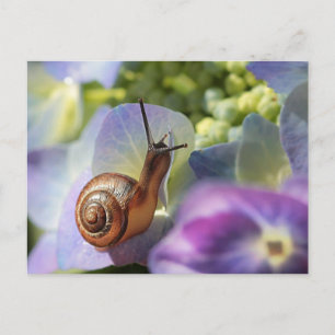 Carte Postale Escargot