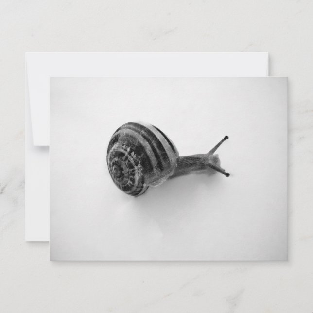 Carte postale escargot (Devant)