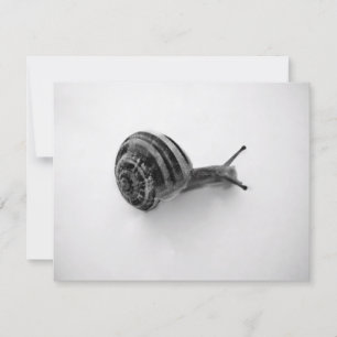 Carte postale escargot