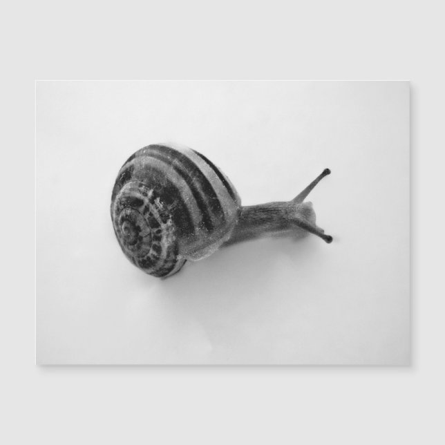 Carte postale escargot (Devant)
