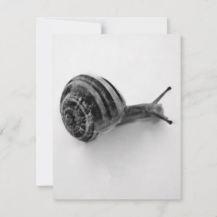 Carte postale escargot