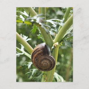 Carte Postale Escargot