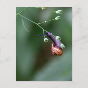 Carte Postale Escargot