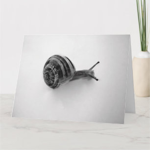Carte postale escargot