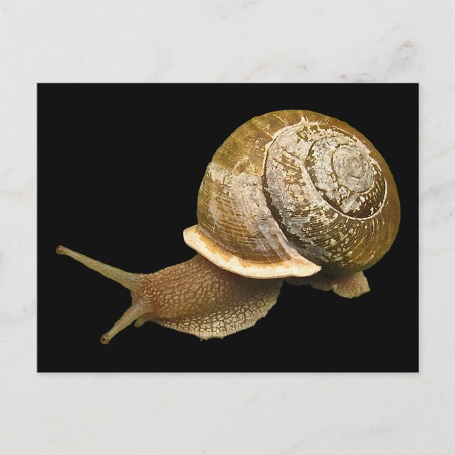 Carte Postale Escargot (Devant)