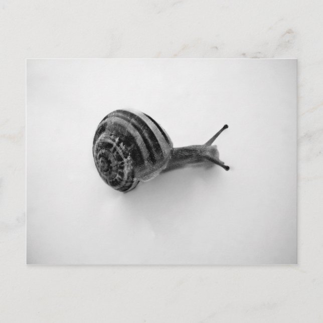 Carte Postale Escargot (Devant)