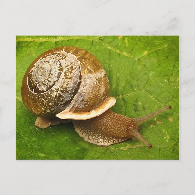 Carte Postale Escargot émergent (Devant)