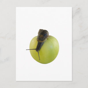Carte Postale Escargot et pomme