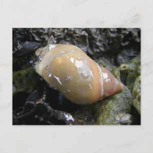 Carte Postale Escargot marin, île Unalaska