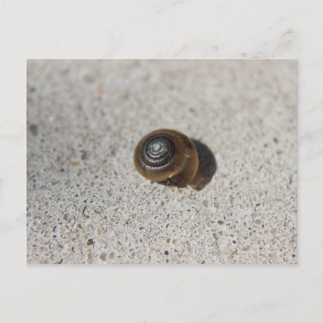 Carte Postale Escargot pâle (Devant)