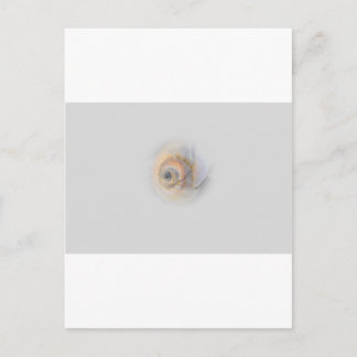 Carte Postale escargot Schnecke Muschel Shell