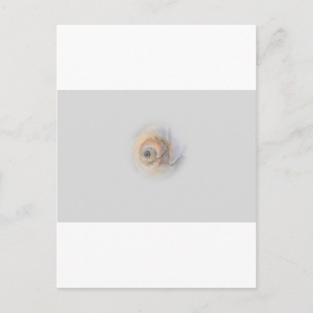 Carte Postale escargot Schnecke Muschel Shell (Devant)