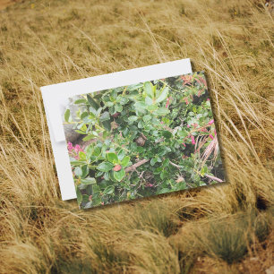 Carte Postale Escargot sur Pink Escallonia Garden Arbuste Folib