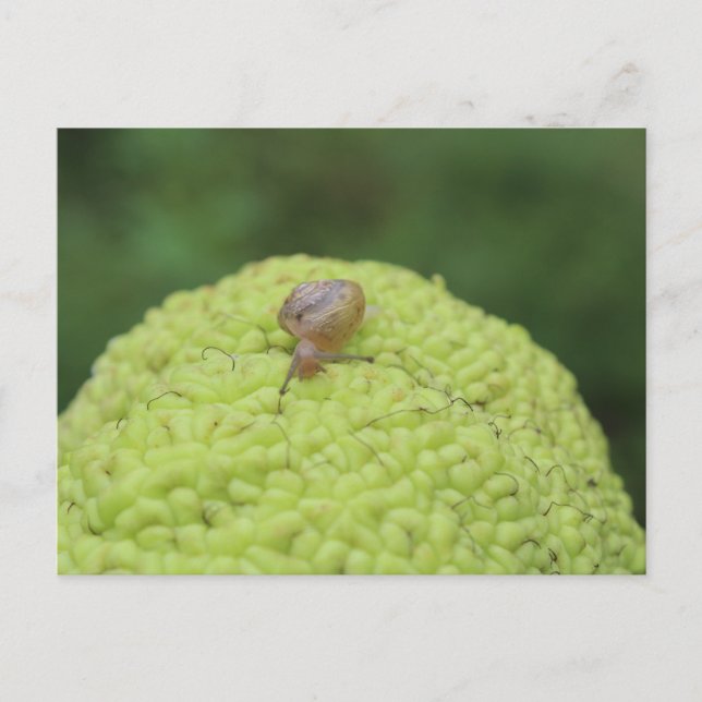 Carte Postale Escargot sur un hérisson #5 (Devant)