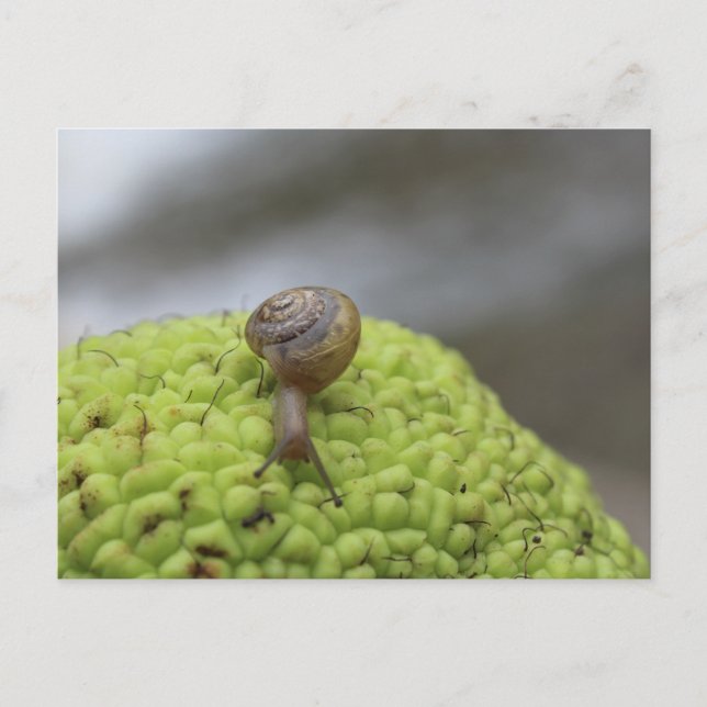 Carte Postale Escargot sur un hérisson #7 (Devant)