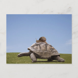 Carte Postale Escargot sur une tortue