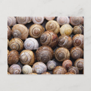 Carte Postale Escargots