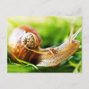 Carte Postale Escargots