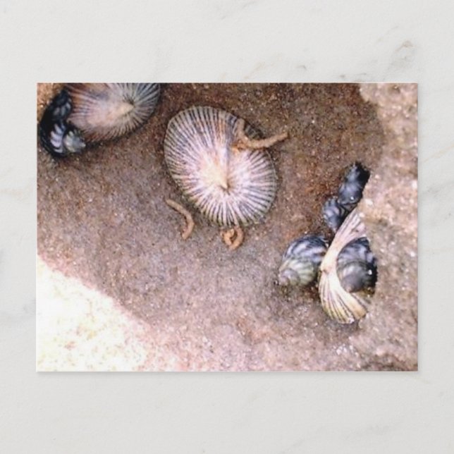 Carte Postale Escargots de mer et Baracles (Devant)