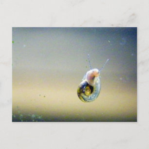 Carte Postale Escargots d'eau Silver-Blue-Gold