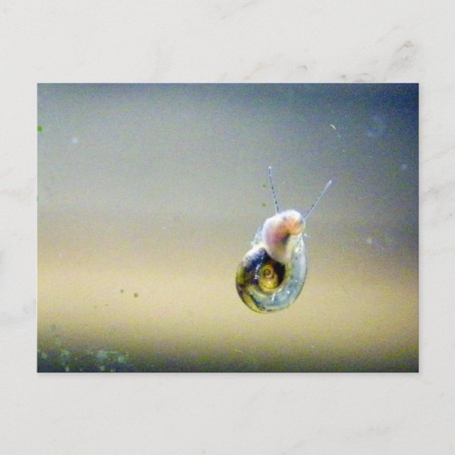 Carte Postale Escargots d'eau Silver-Blue-Gold (Devant)