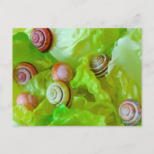 Carte Postale Escargots sur laitue