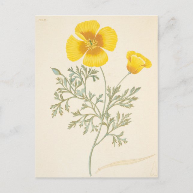 Carte Postale Eschscoltzia californienne (Devant)