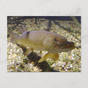 Carte Postale Esox lucius