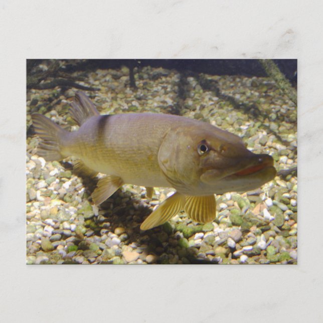 Carte Postale Esox lucius (Devant)
